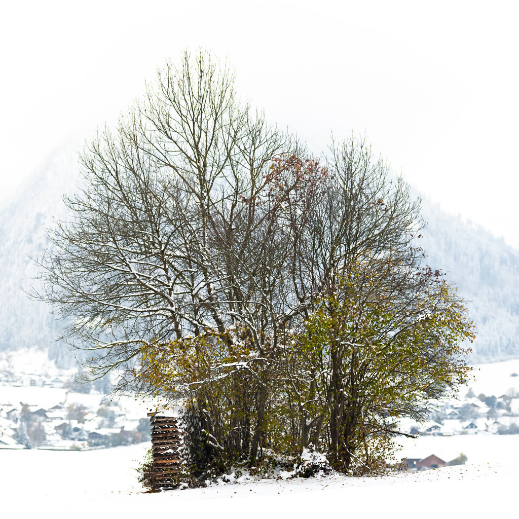 Baumgruppe, Pfronten